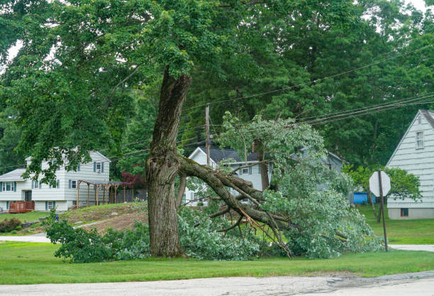 The Steps Involved in Our Tree Care Process in Woodland Hills, UT